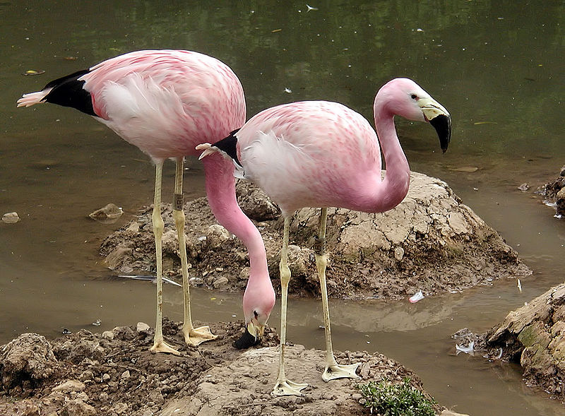 images/flamingi.jpge6433.jpg
